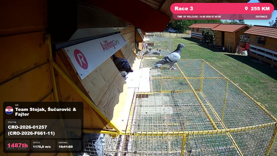 Pigeon Arrival Image For Race Race 3