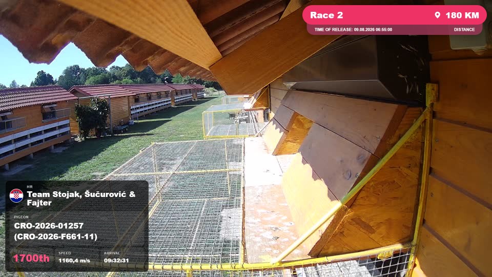 Pigeon Arrival Image For Race Race 2