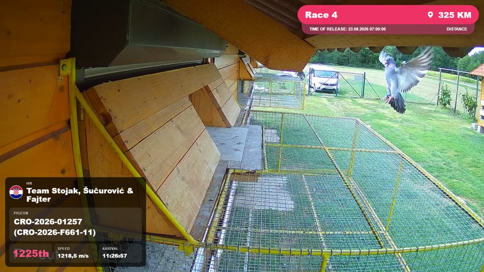 Pigeon Arrival Image For Race Race 4