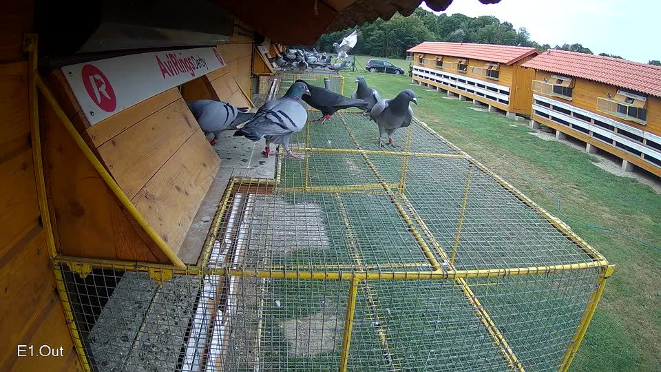 Pigeon Arrival Image For Race Race 3