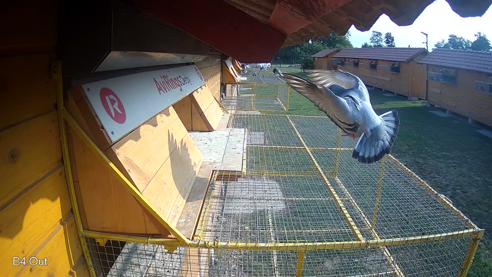 Pigeon Arrival Image For Race Race 4
