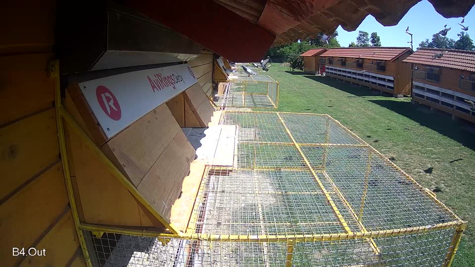 Pigeon Arrival Image For Race Race 2