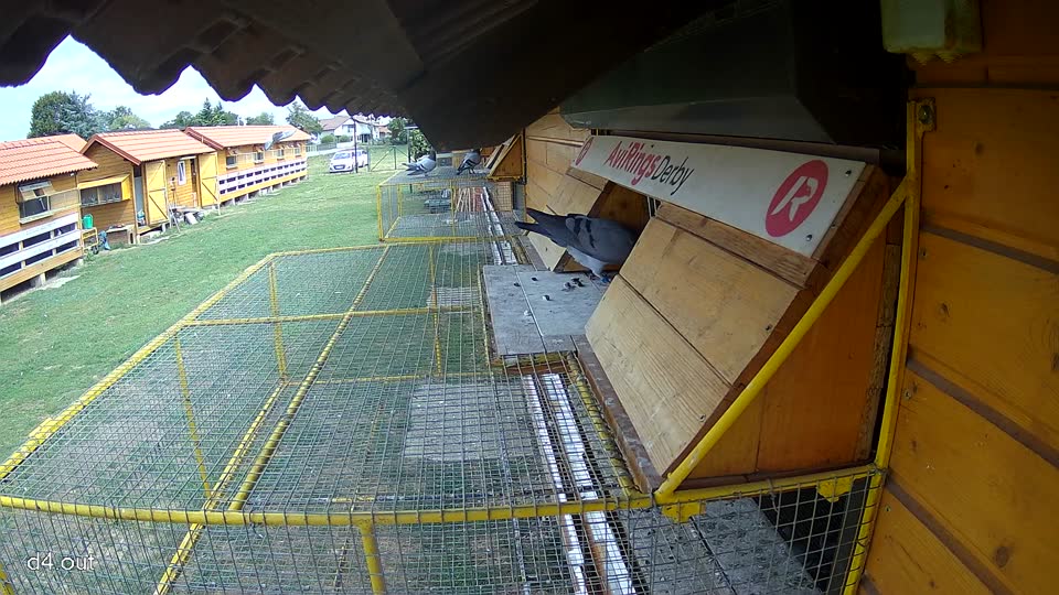 Pigeon Arrival Image For Race Race 4