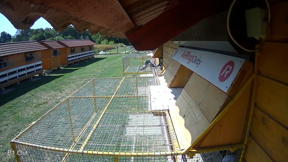 Pigeon Arrival Image For Race Race 5