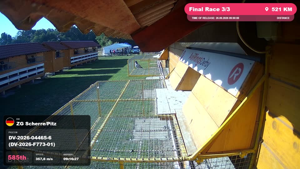 Pigeon Arrival Image For Race Final Race 3/3