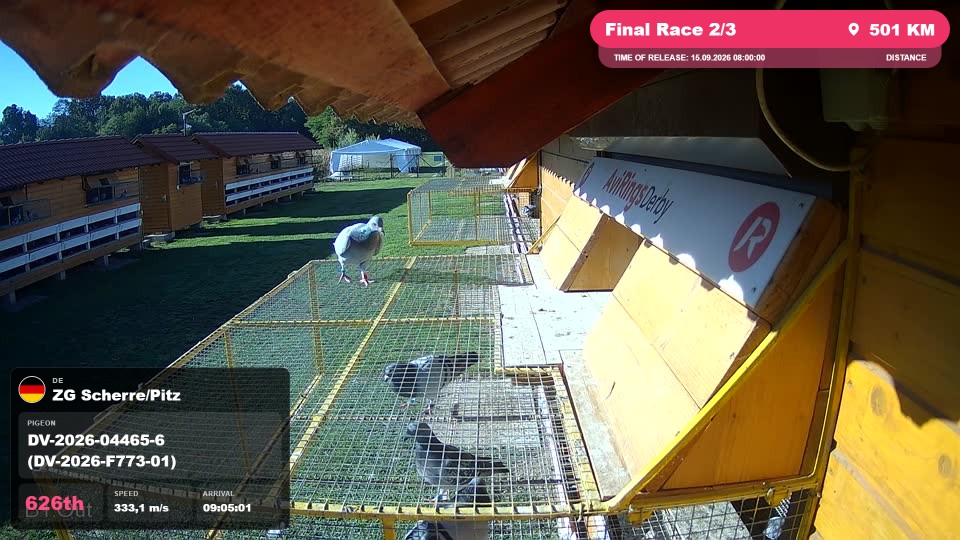Pigeon Arrival Image For Race Final Race 2/3