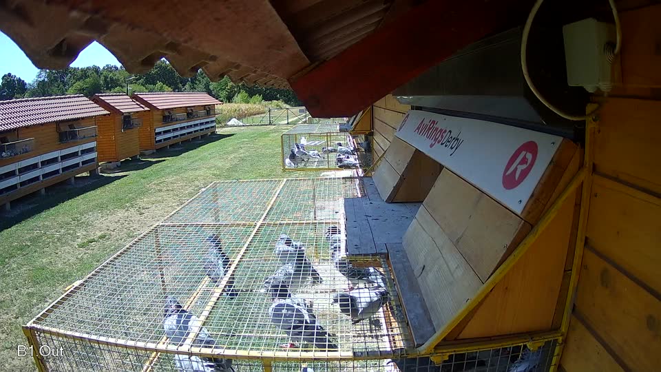 Pigeon Arrival Image For Race Race 3