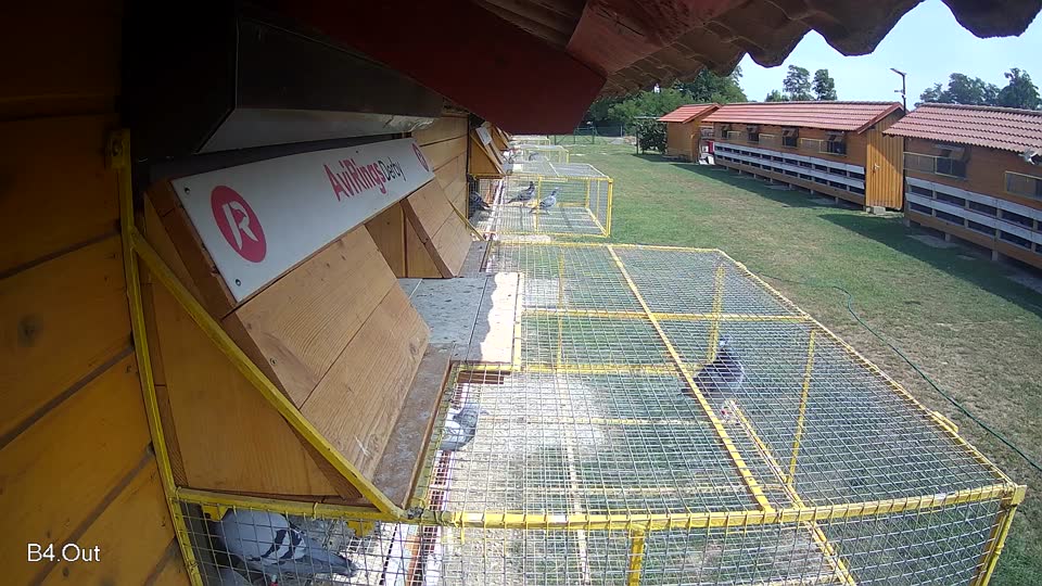 Pigeon Arrival Image For Race Race 3