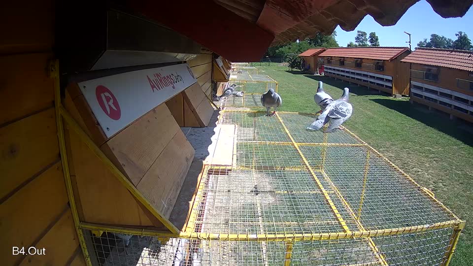 Pigeon Arrival Image For Race Race 2