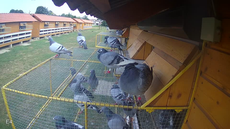 Pigeon Arrival Image For Race Race 4