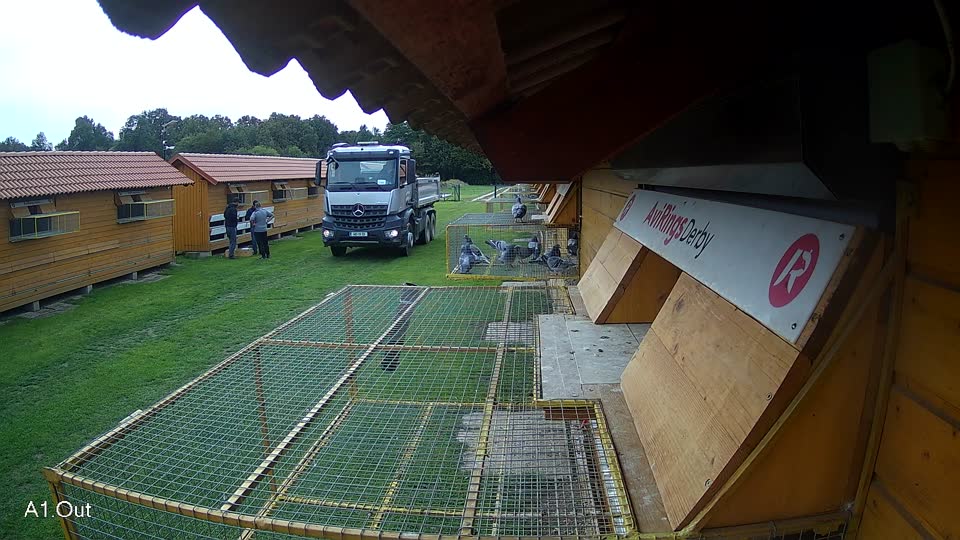 Pigeon Arrival Image For Race Final race 3