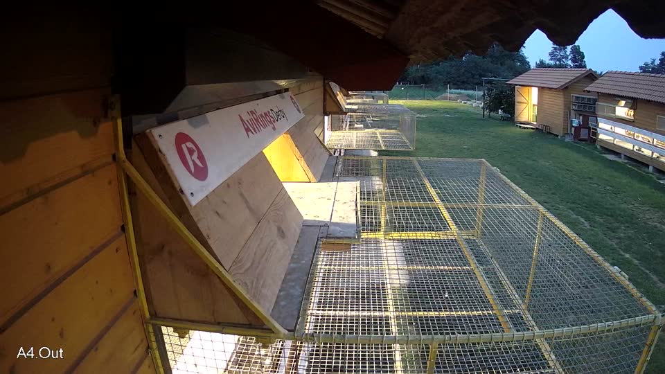 Pigeon Arrival Image For Race Final race 1