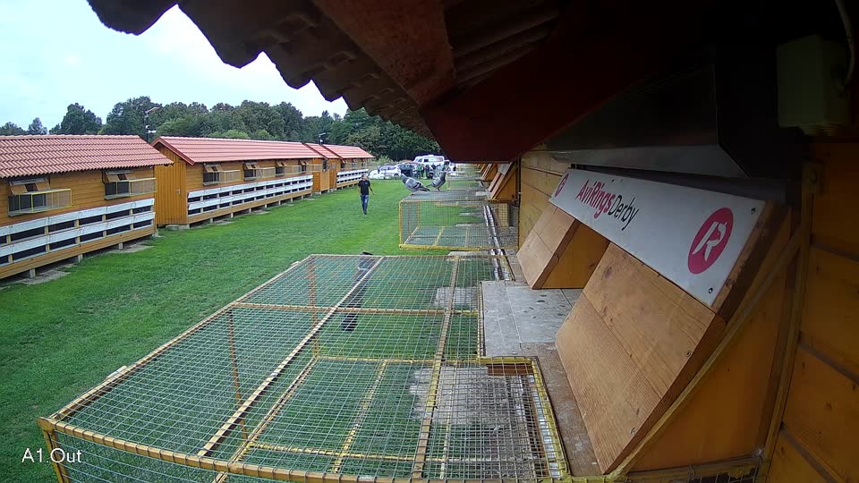 Pigeon Arrival Image For Race Final race 2