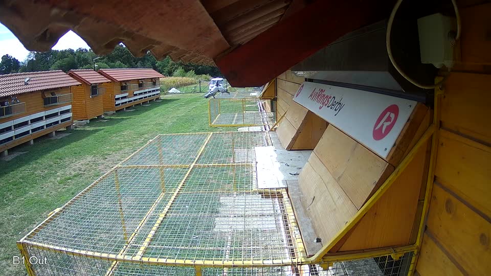 Pigeon Arrival Image For Race Race 4