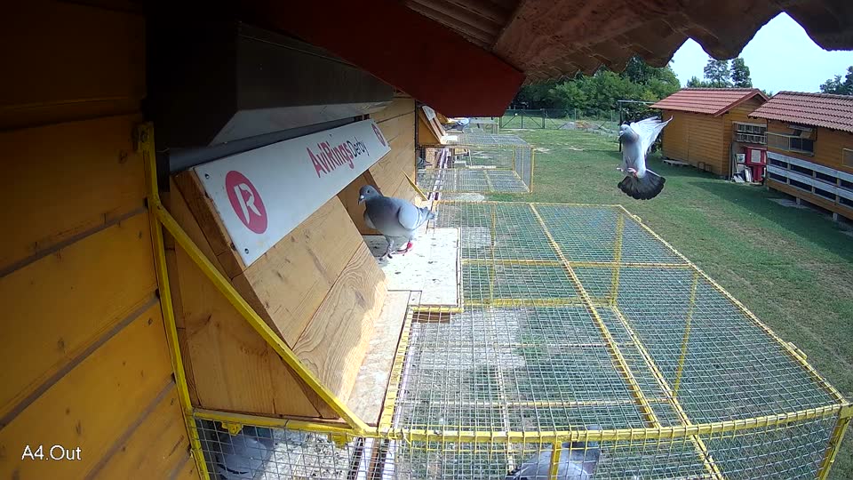 Pigeon Arrival Image For Race Race 3