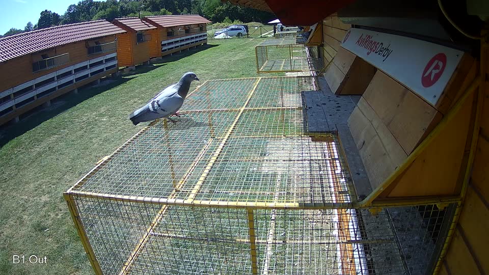 Pigeon Arrival Image For Race Race 5