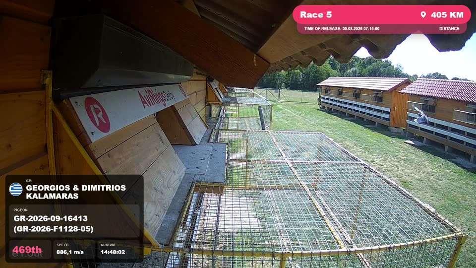 Pigeon Arrival Image For Race Race 5