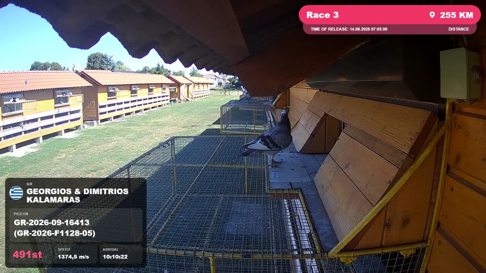 Pigeon Arrival Image For Race Race 3