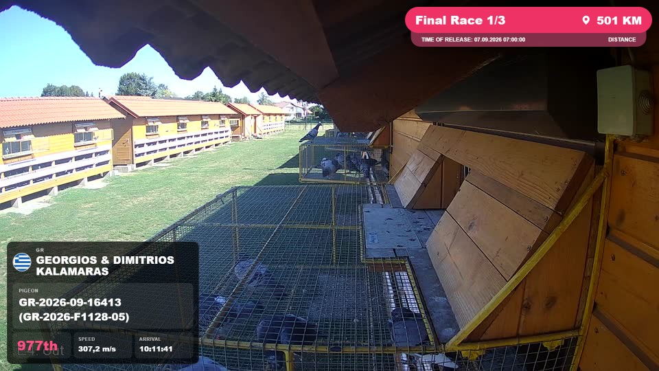 Pigeon Arrival Image For Race Final Race 1/3