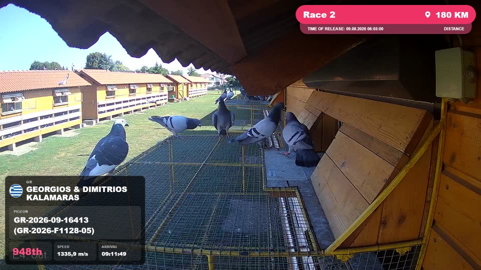 Pigeon Arrival Image For Race Race 2