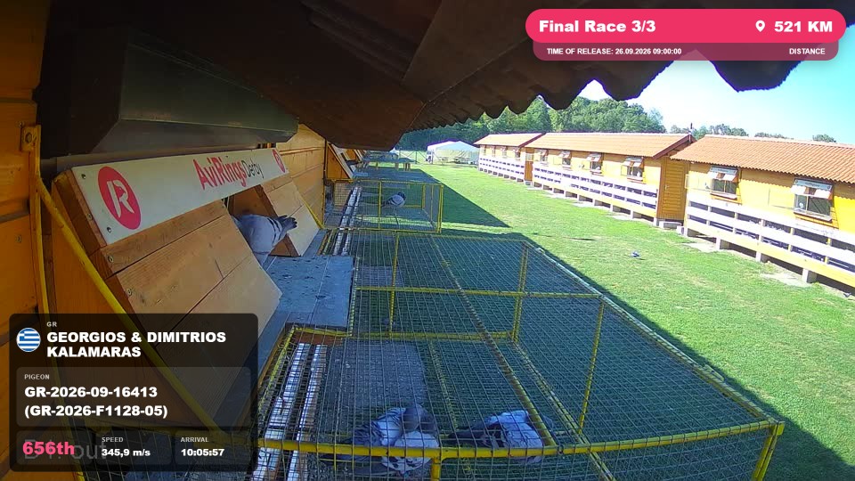 Pigeon Arrival Image For Race Final Race 3/3