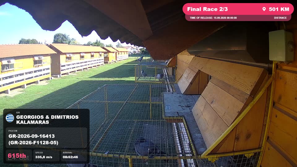 Pigeon Arrival Image For Race Final Race 2/3