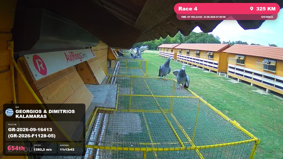Pigeon Arrival Image For Race Race 4