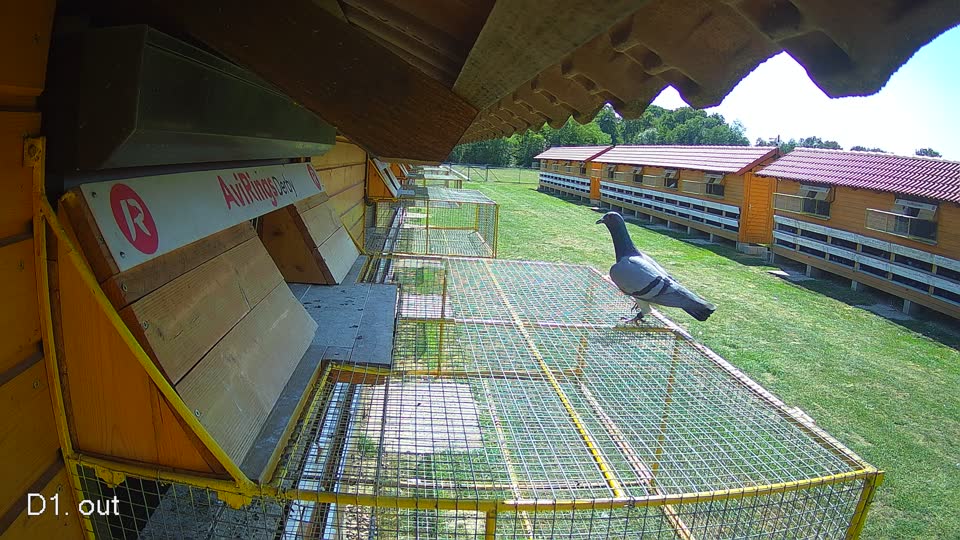 Pigeon Arrival Image For Race Race 5