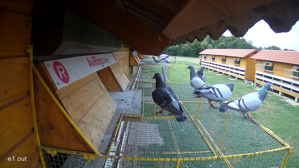Pigeon Arrival Image For Race Race 4
