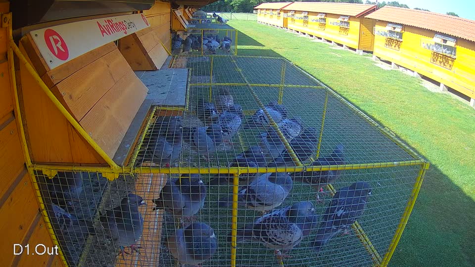 Pigeon Arrival Image For Race Race 3