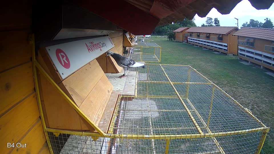 Pigeon Arrival Image For Race Race 4