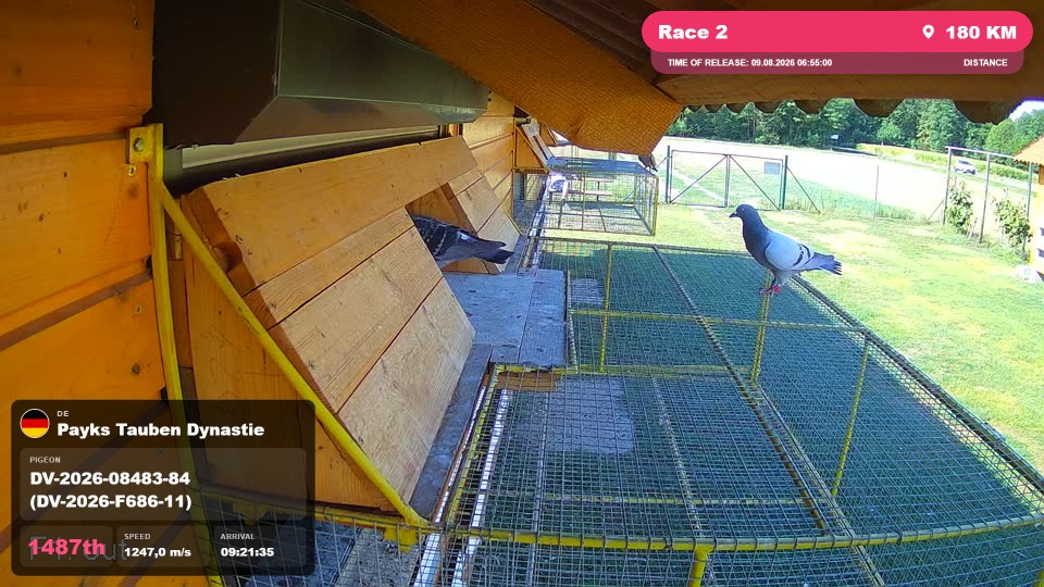 Pigeon Arrival Image For Race Race 2