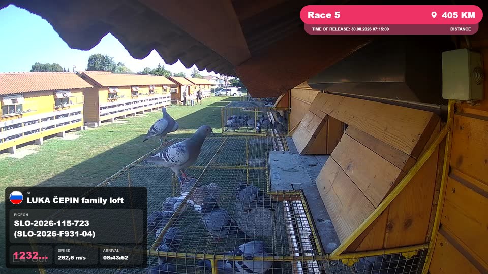 Pigeon Arrival Image For Race Race 5