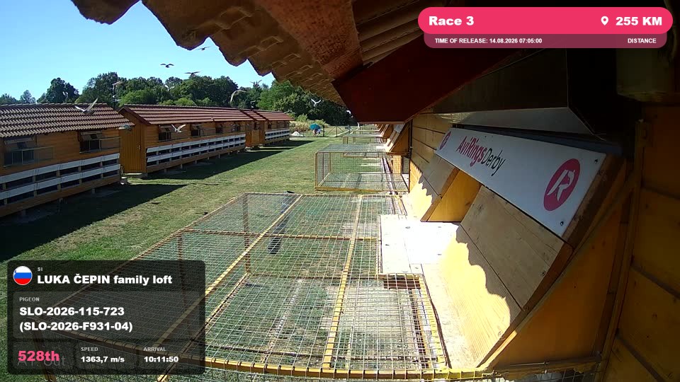 Pigeon Arrival Image For Race Race 3