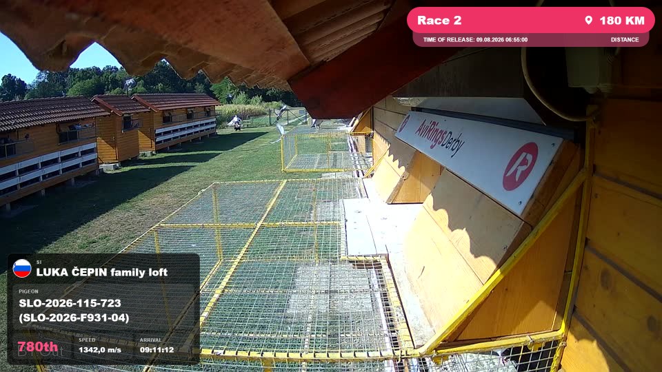 Pigeon Arrival Image For Race Race 2