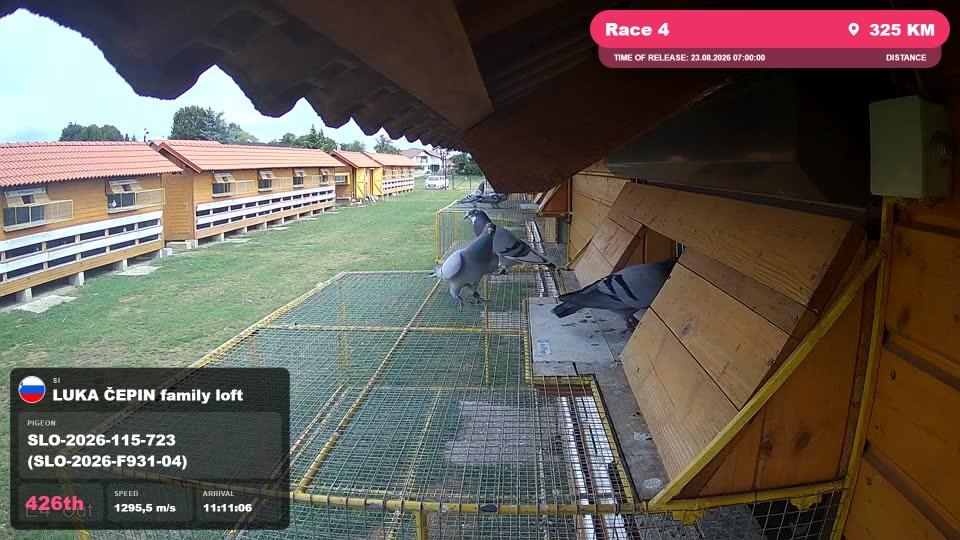 Pigeon Arrival Image For Race Race 4