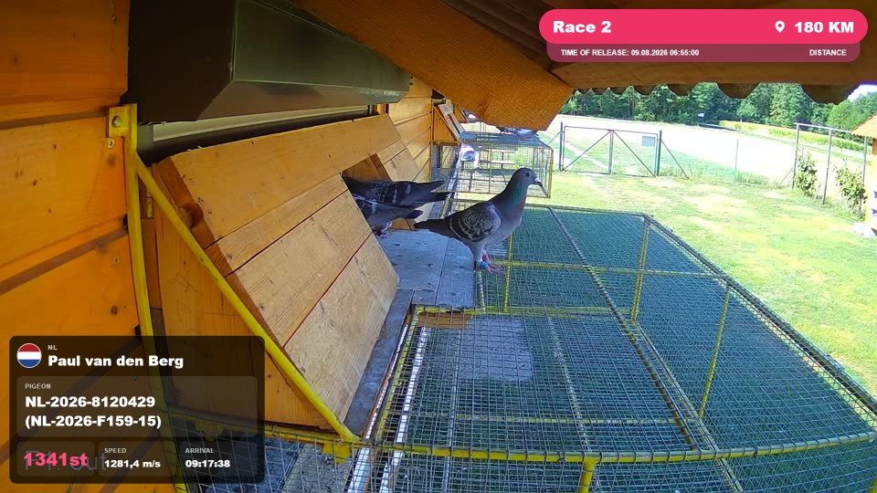 Pigeon Arrival Image For Race Race 2