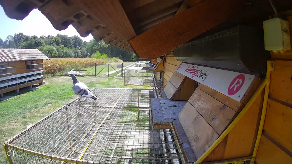Pigeon Arrival Image For Race Race 5