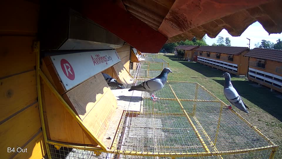 Pigeon Arrival Image For Race Race 2