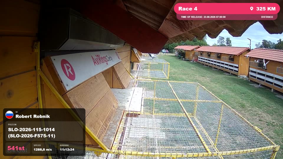 Pigeon Arrival Image For Race Race 4