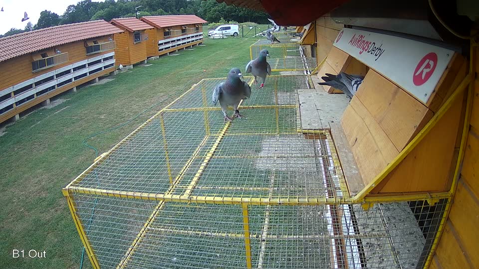 Pigeon Arrival Image For Race Race 3