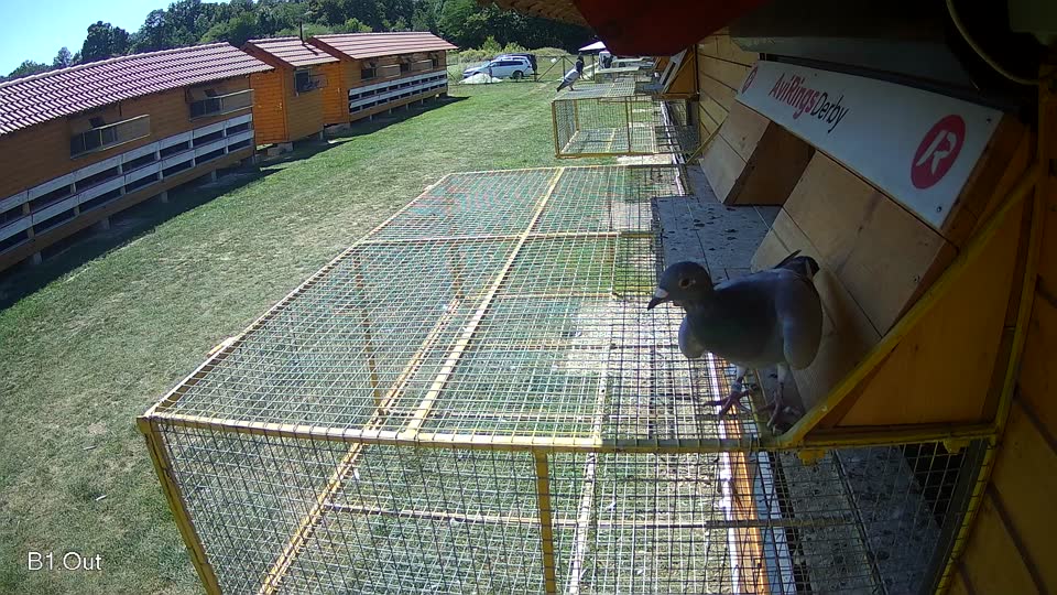 Pigeon Arrival Image For Race Race 5