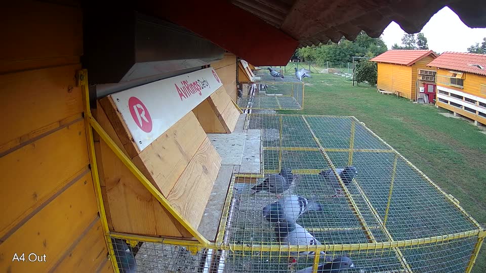 Pigeon Arrival Image For Race Race 3