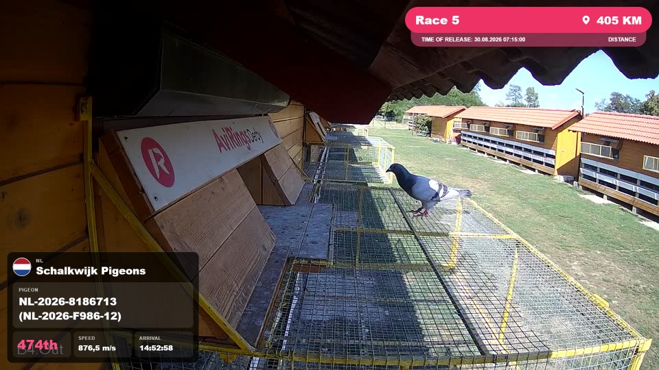 Pigeon Arrival Image For Race Race 5
