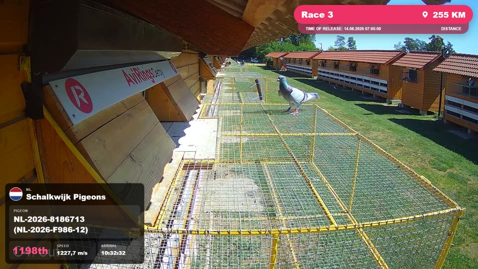 Pigeon Arrival Image For Race Race 3
