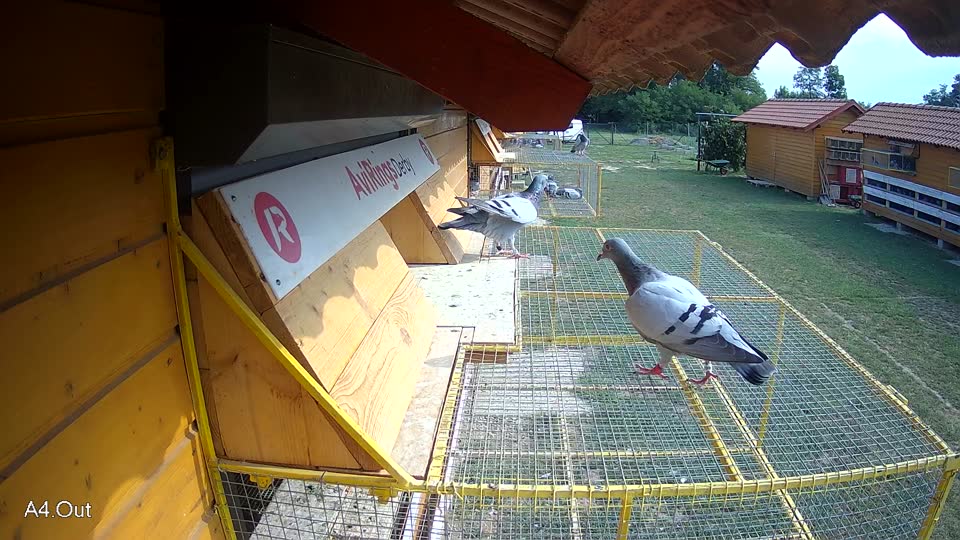 Pigeon Arrival Image For Race Race 4