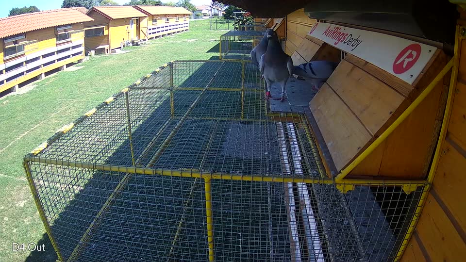Pigeon Arrival Image For Race Race 2