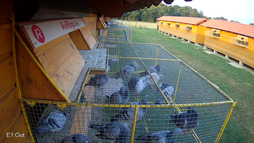 Pigeon Arrival Image For Race Race 4