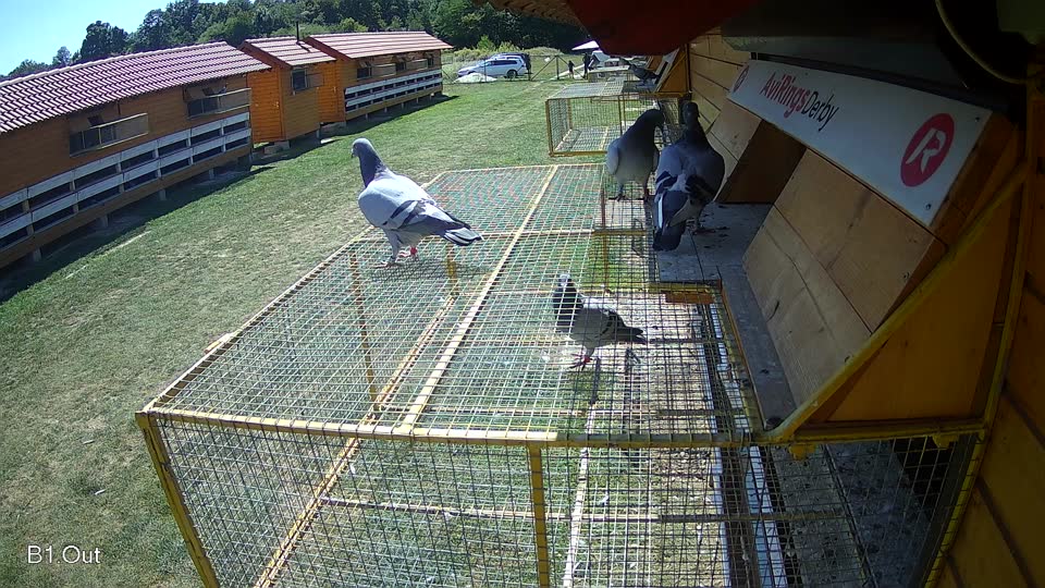 Pigeon Arrival Image For Race Race 5