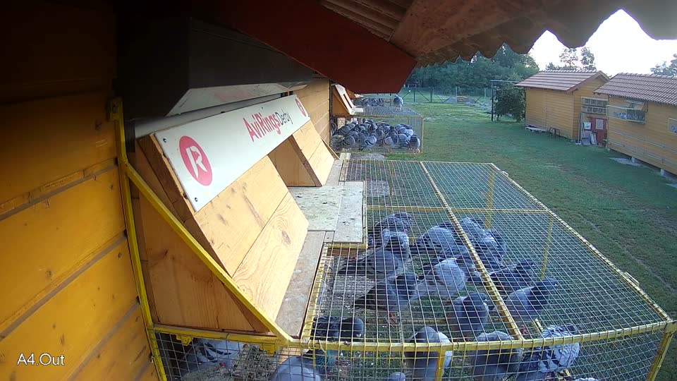 Pigeon Arrival Image For Race Race 3